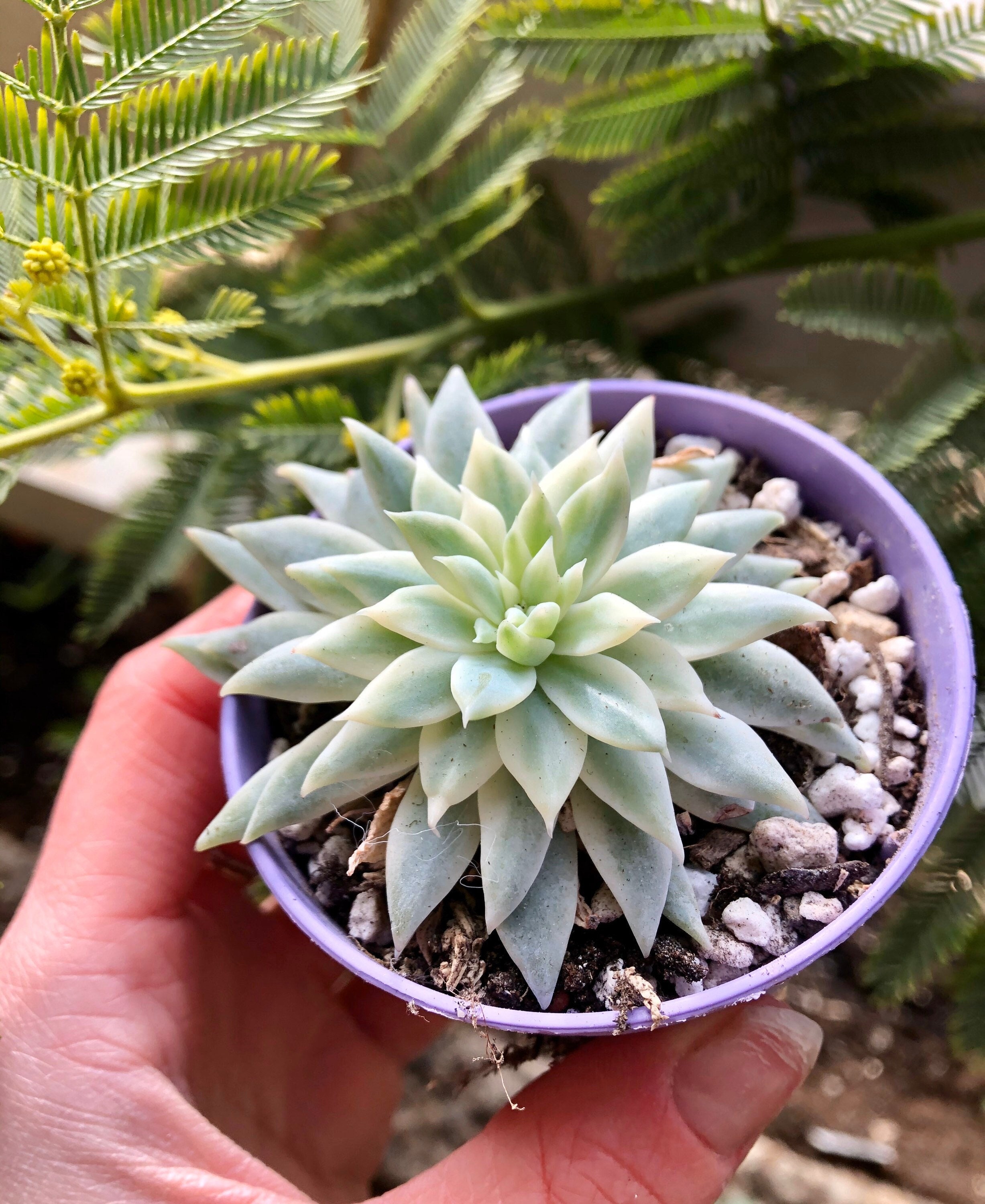 Graptoveria Fanfare Variegata | Hybride Graptopelatum X Echeveria | Plante Succulente Panachée Très 