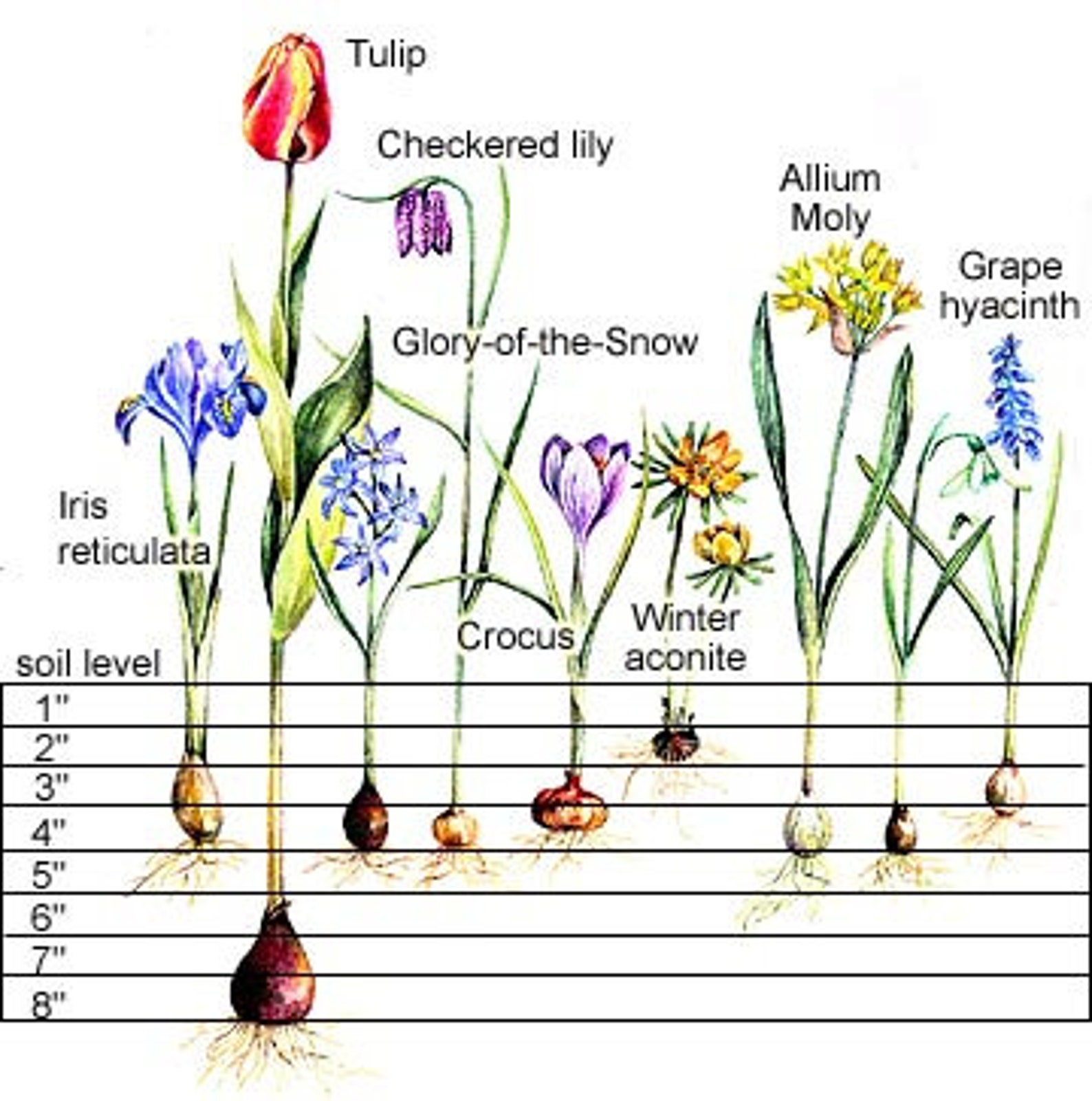 Estella Rijnveld Tulip bulbs Tulipa Parrot flowers 11/12 Etsy