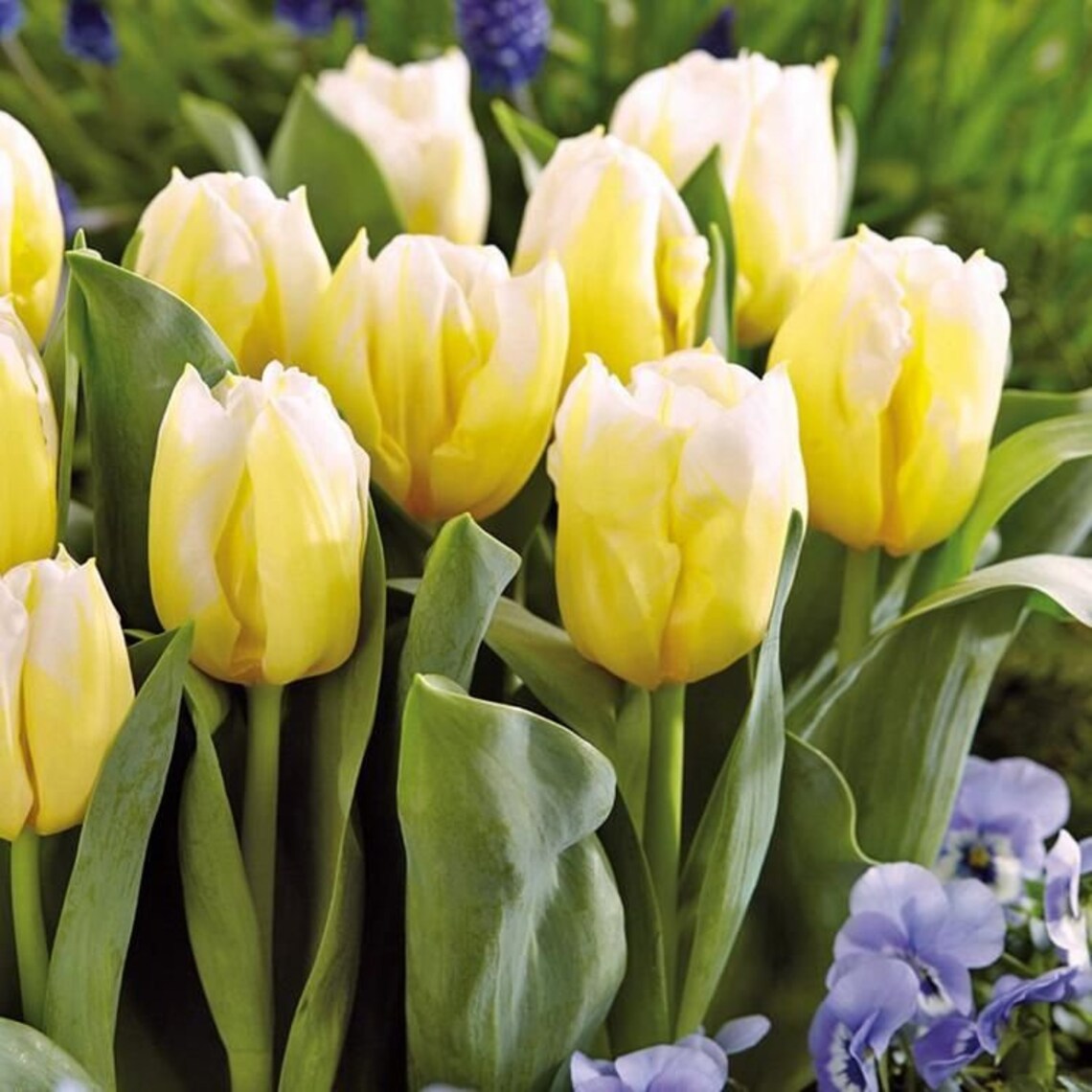 Tulip bulbs Calgary Flames Triumph Tulip cheerful yellow Etsy