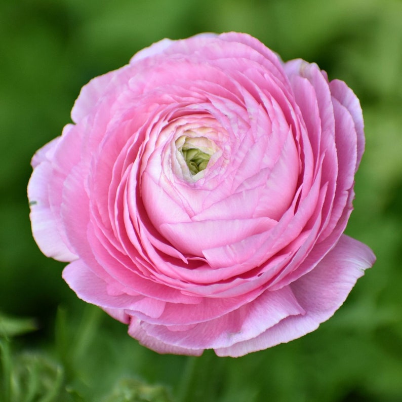 Ranunculus Pink corms Renoncule asiaticus Tomer dwarf - Etsy México