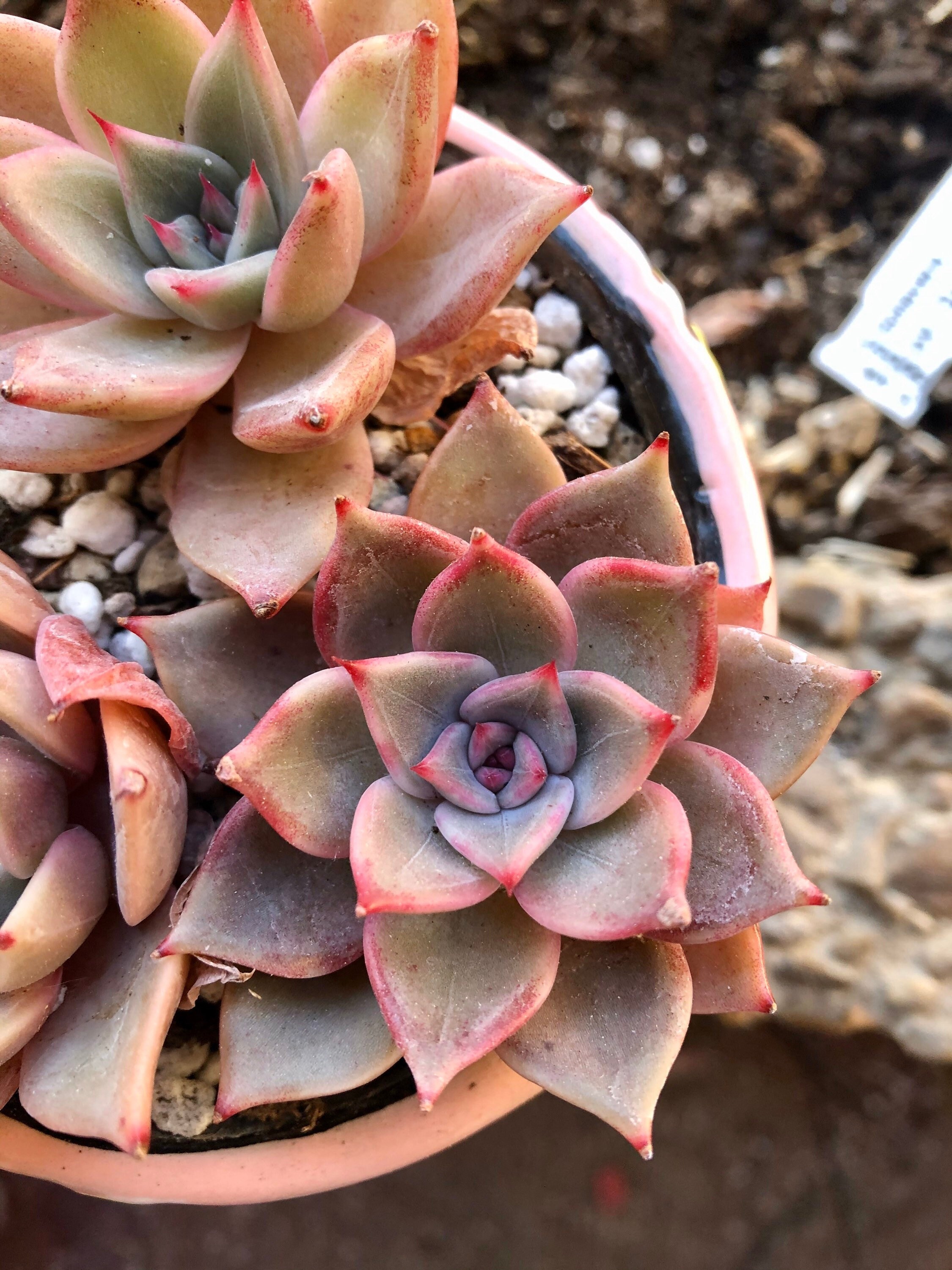 Echeveria Red Gear | Hybride Echeveria Lilacina X Rubin Agavoides | Plante Succulente Coréenne Très 