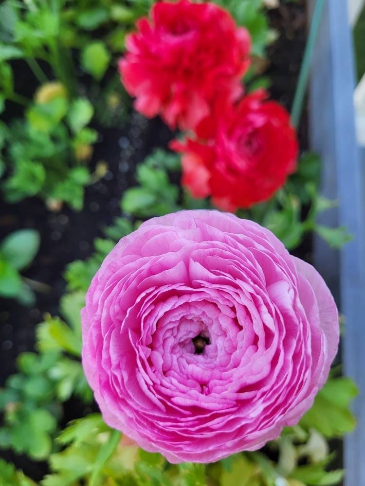 Ranunculus Cormes roses 4/5 renoncule asiatique variété - Etsy France