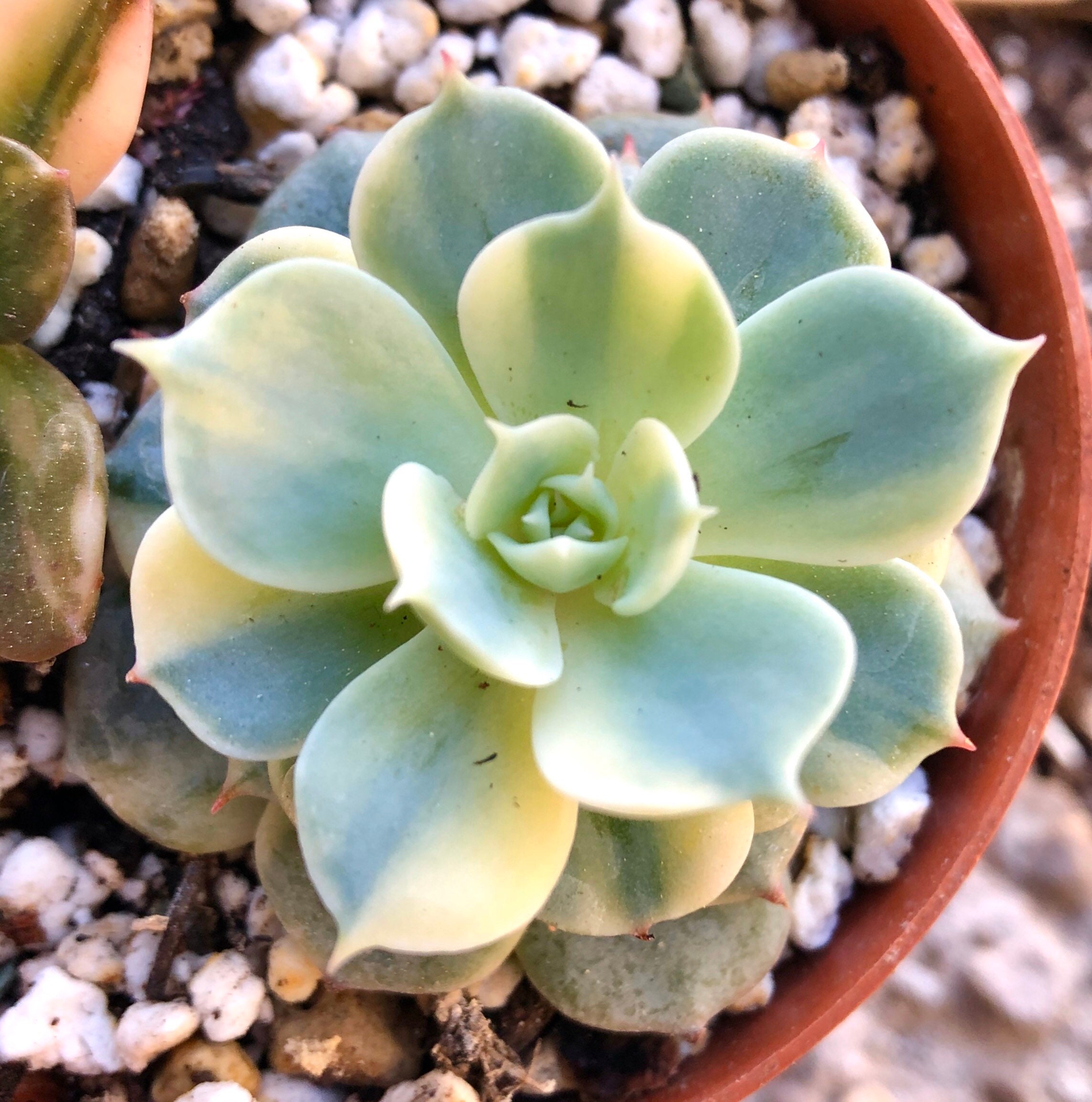 Echeveria Peacockckii Bluete Variegata | Très Rare Plante Succulente Hybride Panachée