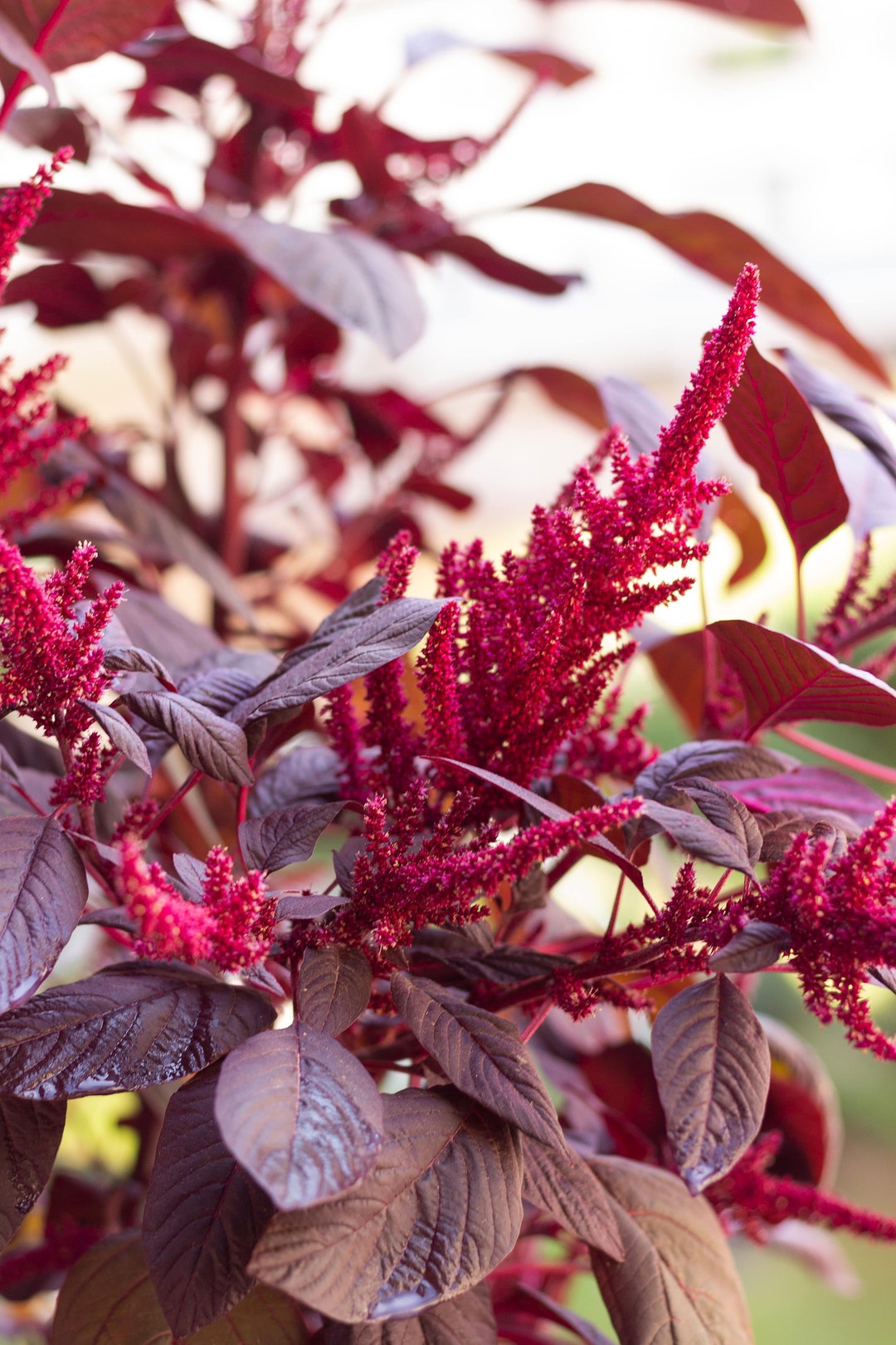 Amaranthus Cruentus ‘velvet Curtains’ Seeds Red - Etsy