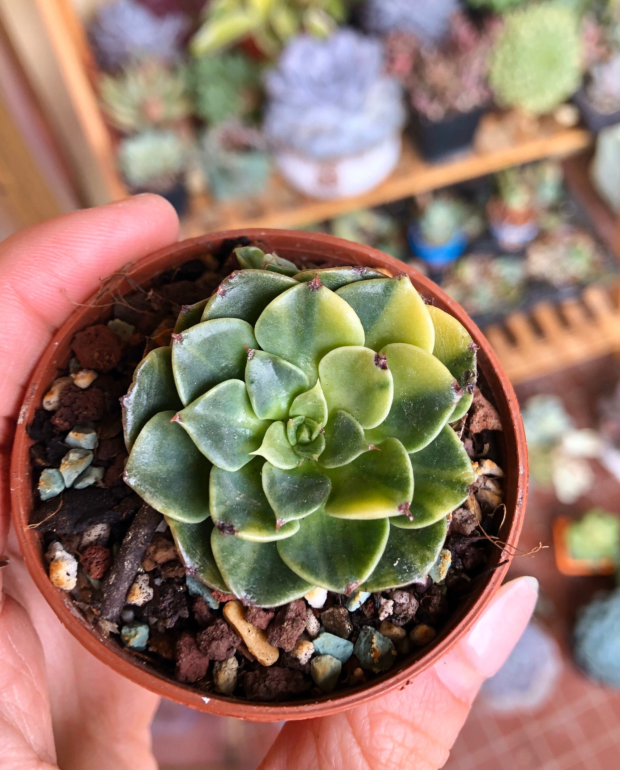 Echeveria Viva Chile Variegata - Rare Hybride Panaché Succulent, de Petite Taille