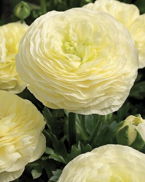 pastel yellow Persian buttercup