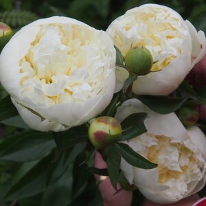 Peony tubers "Duchesse de Nemours" (Paeonia lactiflora, Chinese peony) award-winning white double perennial flowers