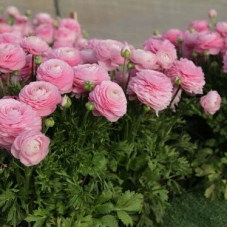 Ranunculus Pink corms Renoncule asiaticus Tomer dwarf - Etsy México