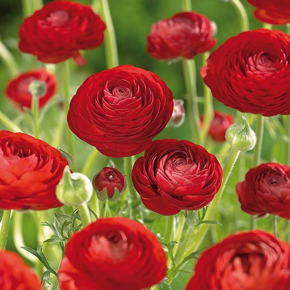 Red Ranunculus Corms garden Ranunculus Renoncule Asiatique - Etsy Finland