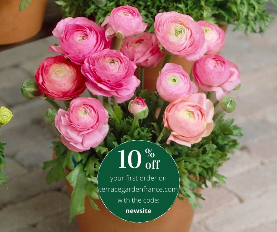 Ranunculus Pink corms Renoncule asiaticus Tomer dwarf - Etsy México