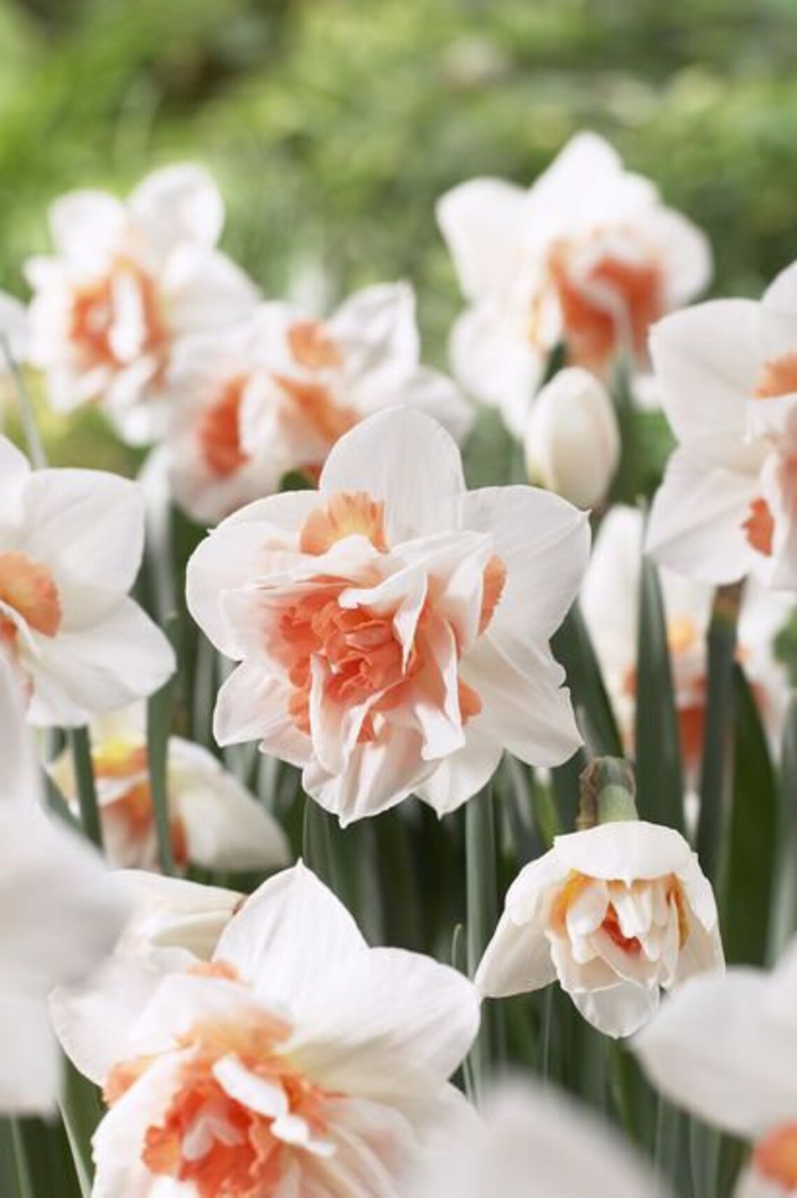 Narcissus Replete bulbs Jonquil/Daffodil Late Double variety Etsy