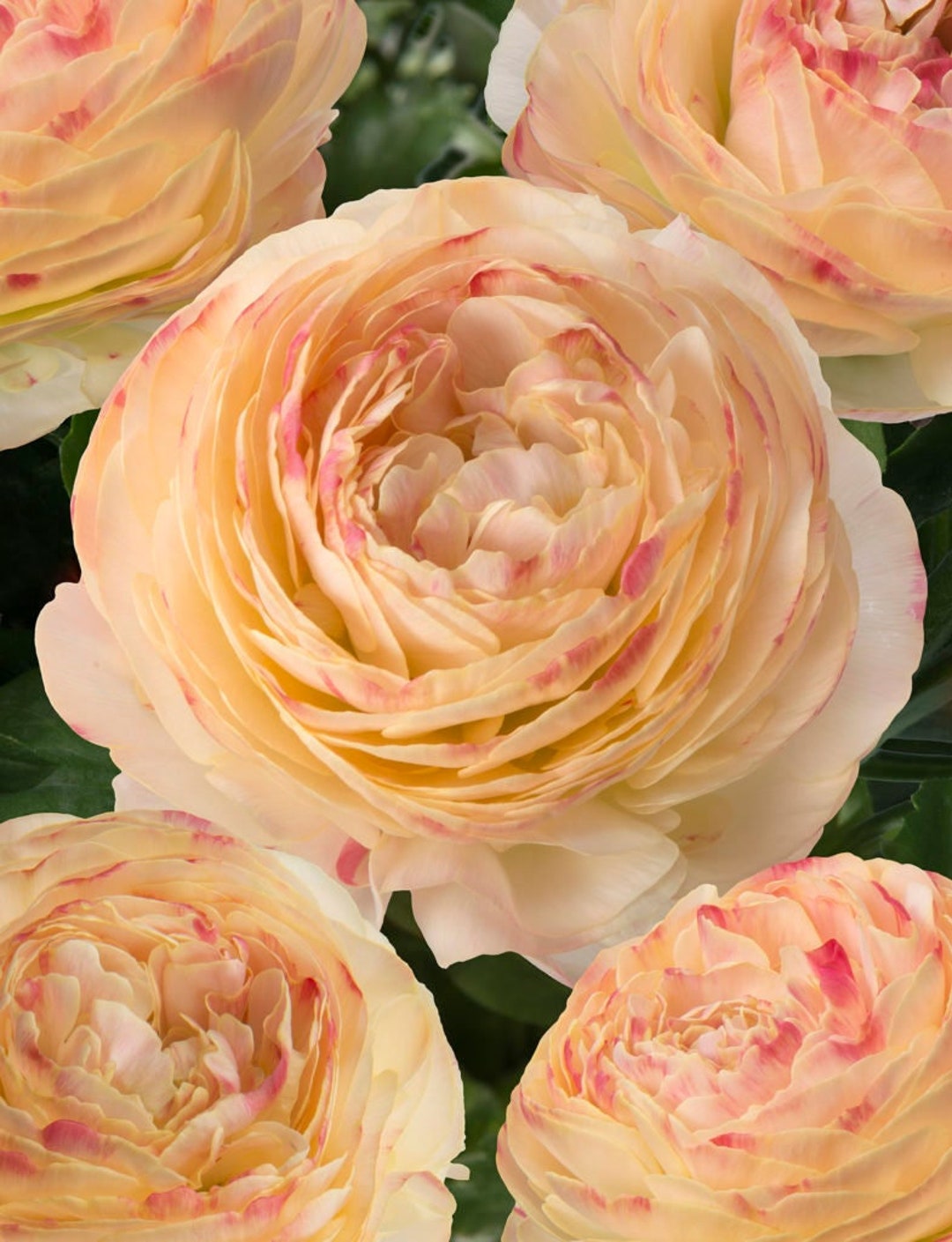 Ranunculus Romance™ hydra® Corms renoncule - Etsy