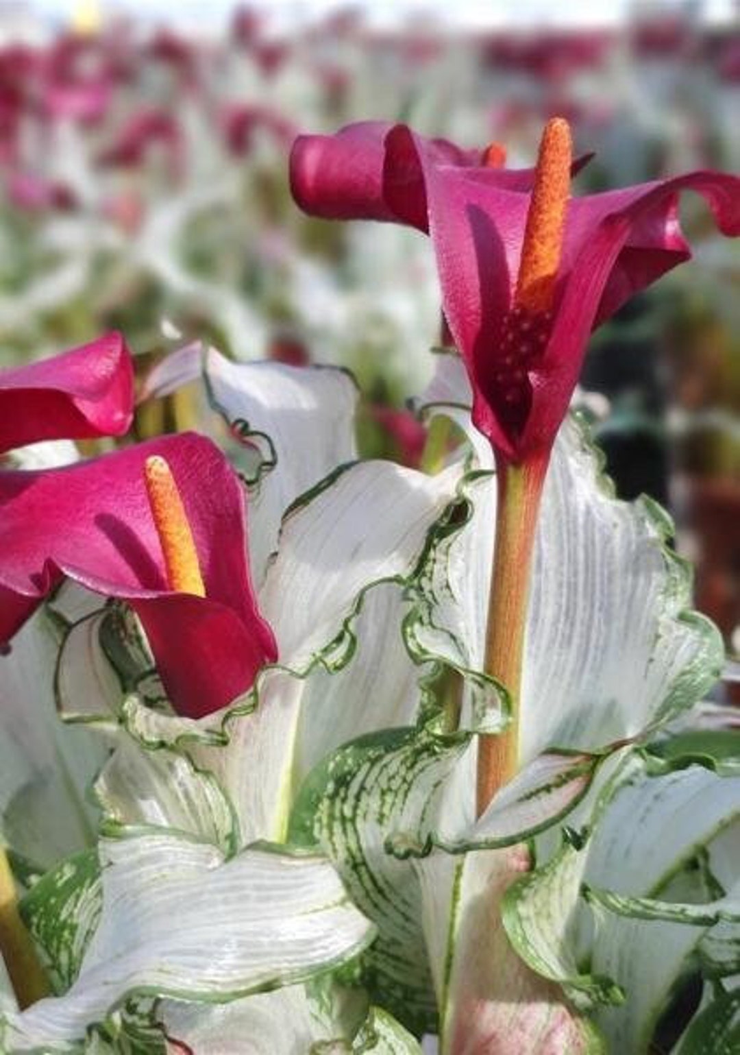 Calla Lily 'frozen Queen' zantedeschia, Arum Lillies Extremely Rare