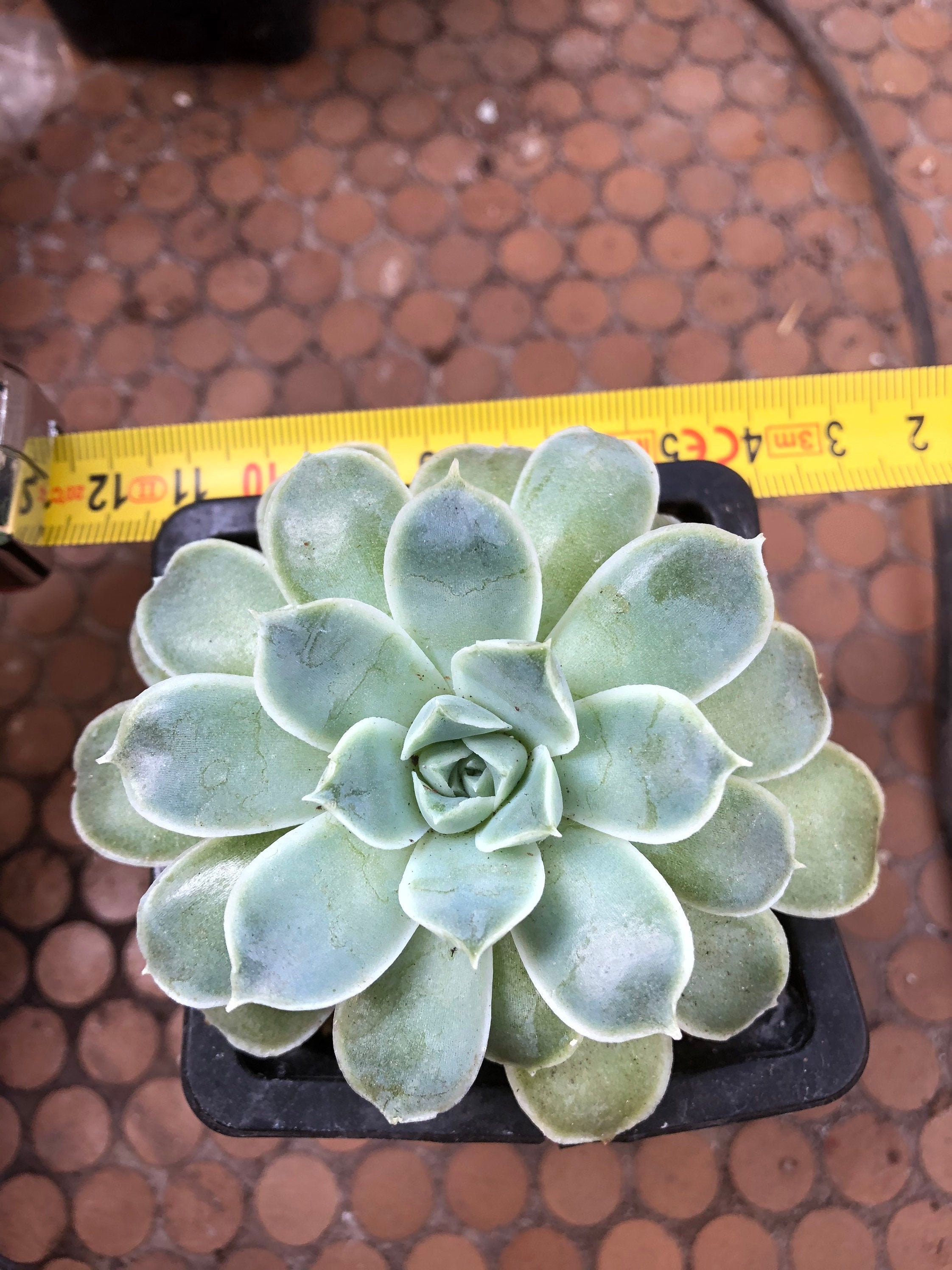 Echeveria Giro