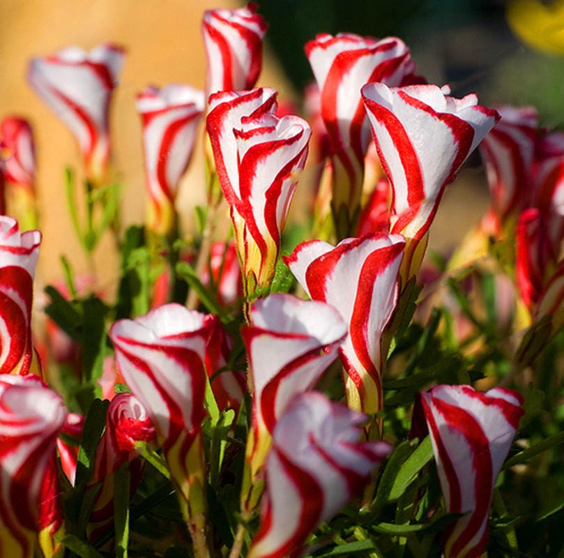 CANDY CANE SORREL 8 x Oxalis Versicolor bulbs Perennial Flowers & Plants