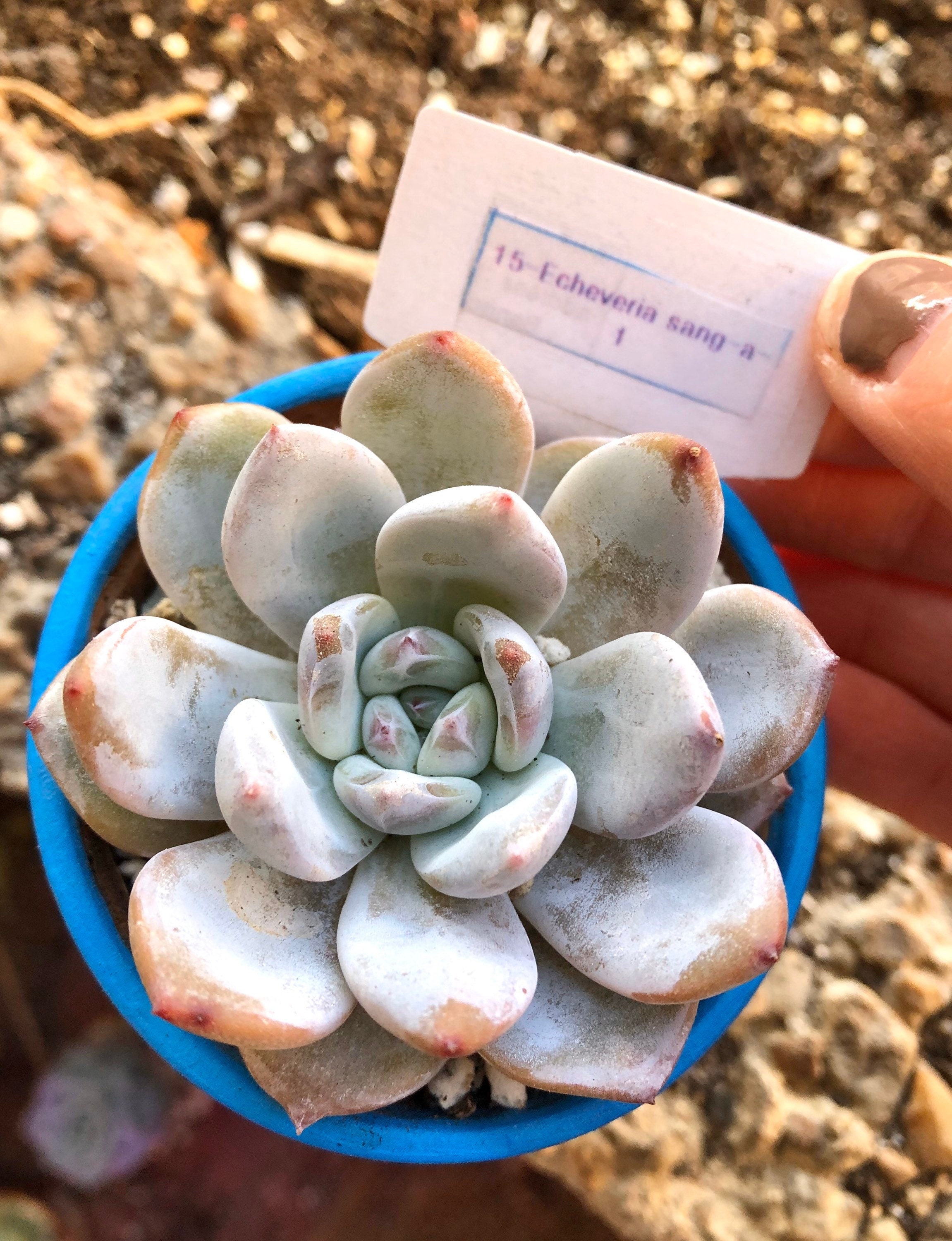 Echeveria Sang-A | Hybride d'echeveria Laui X Monroe | Plante Succulente Coréenne Très Rare, Idée Ca