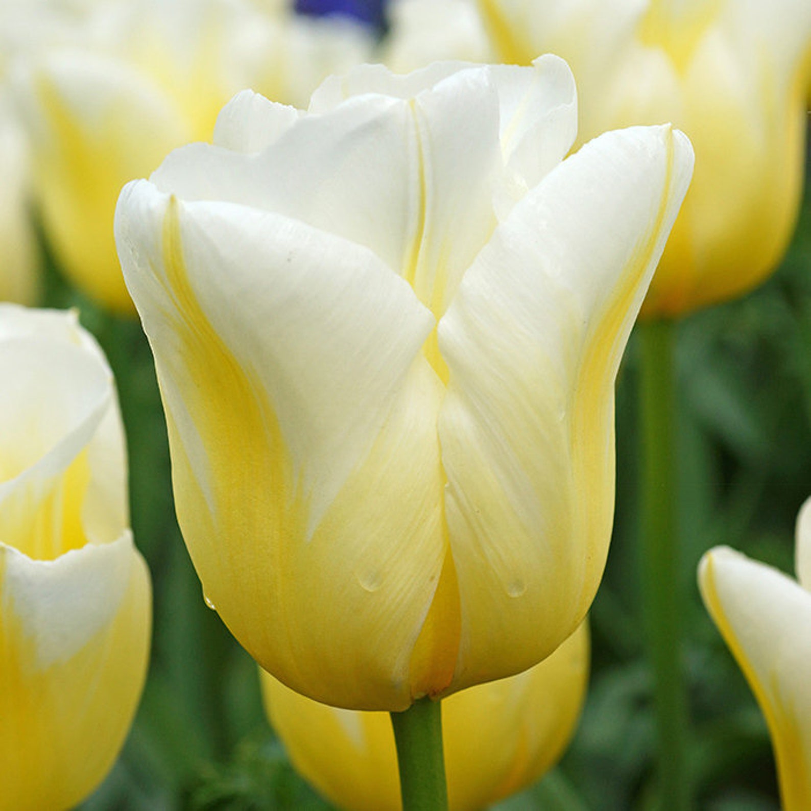 Tulip bulbs Calgary Flames Triumph Tulip cheerful yellow Etsy