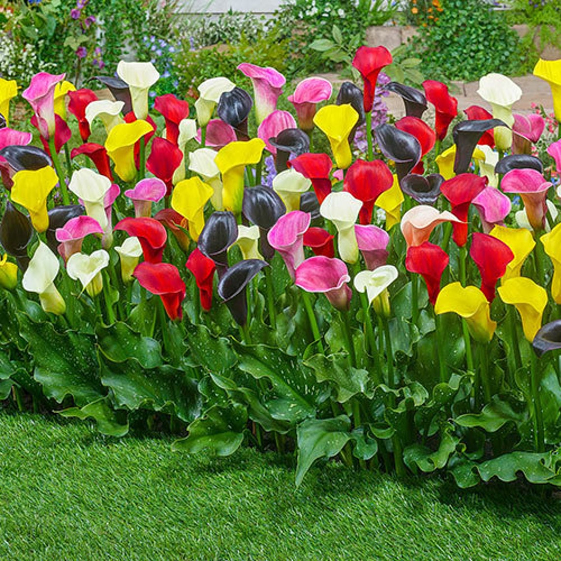 Calla Lily bulbs/rhizomes mixed colors Zantedeschia Arum Etsy