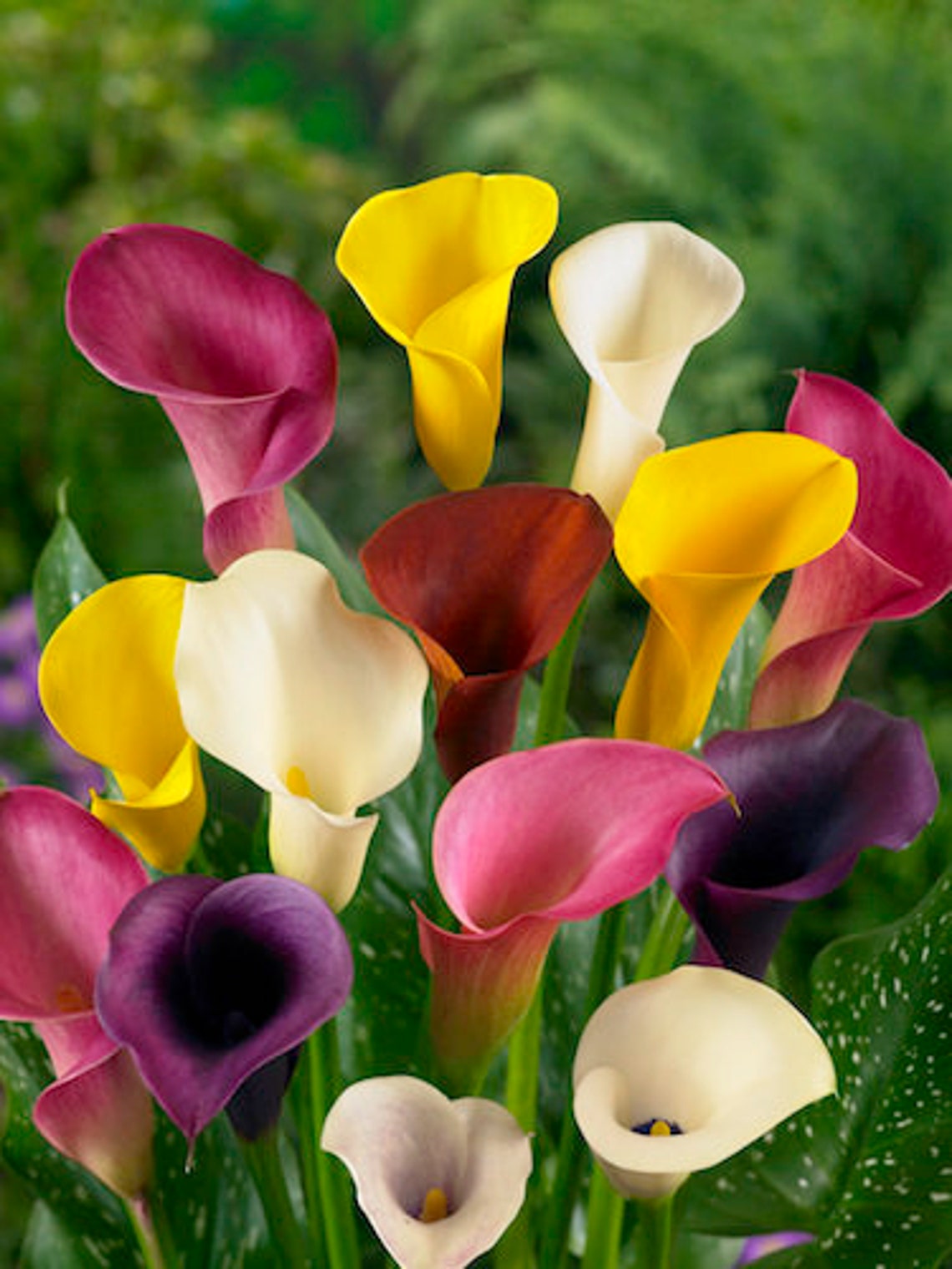 Calla Lily bulbs/rhizomes mixed colors Zantedeschia Arum | Etsy
