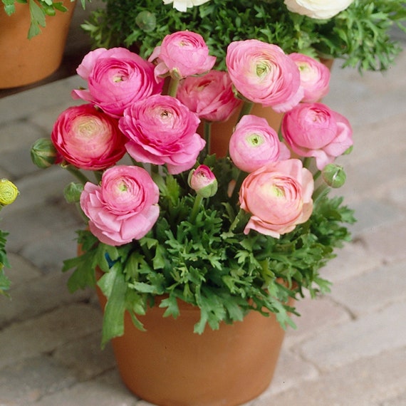 Ranunculus Pink corms Renoncule asiaticus Tomer dwarf - Etsy México