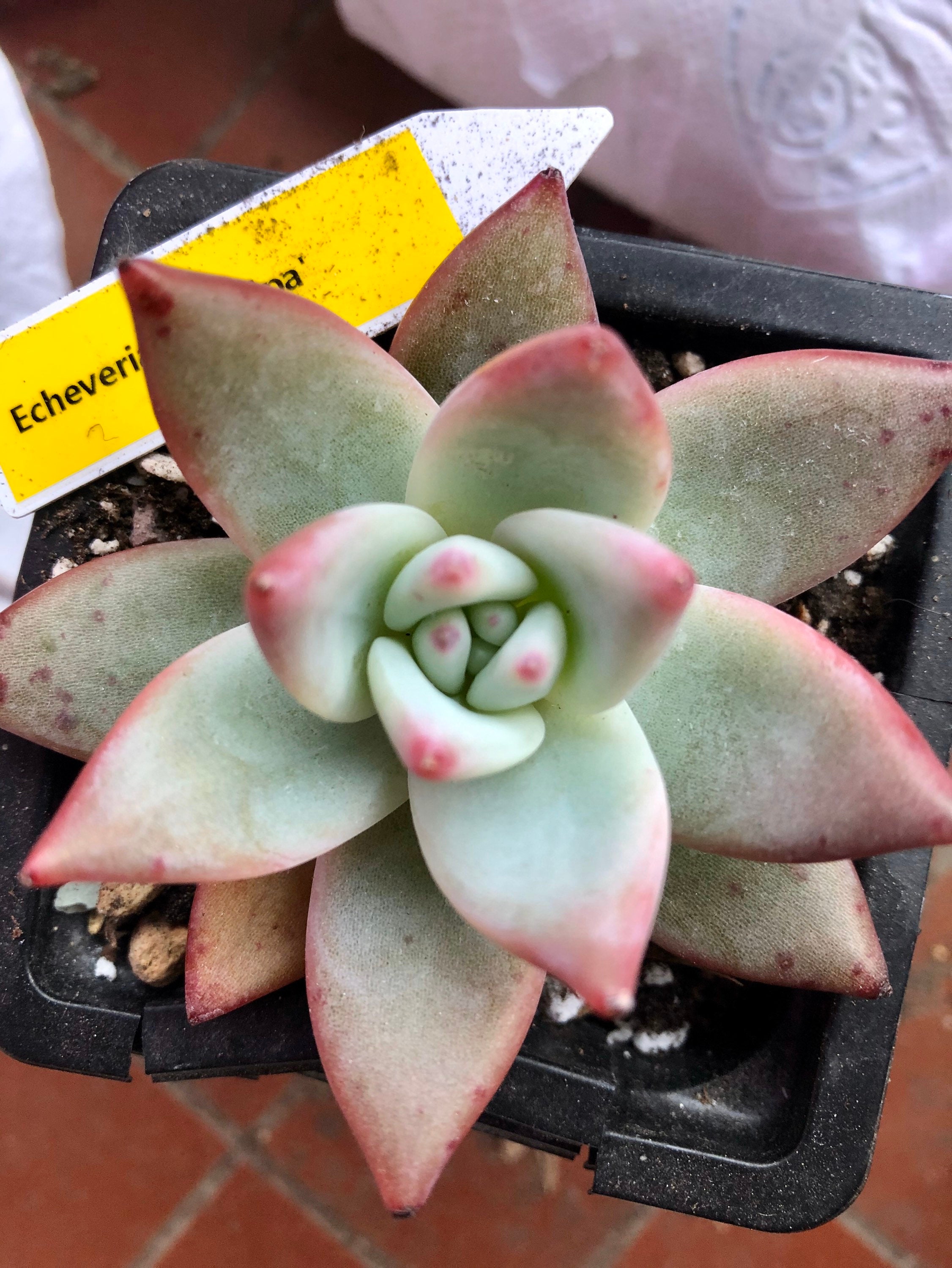 Echeveria Tapalpa | Belle Plante Succulente Hybride de Corée