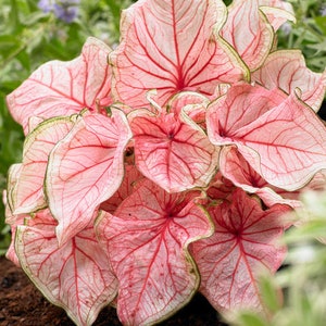 Caladium 'Florida Sweetheart' | RARE tropical hybrid houseplant, pink and green foliage, spring tuber/bulb, perennial