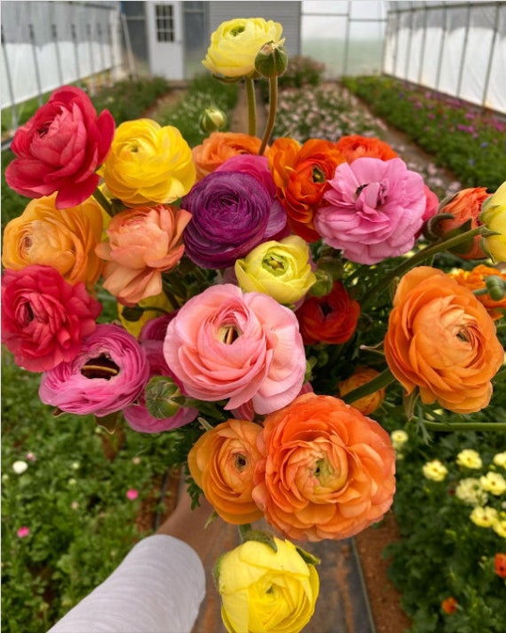 Livraison Gratuite Ranunculus Mix Cormes, Variété Mixte de Couleurs | Renoncule, Fleurs Vivaces, Ora