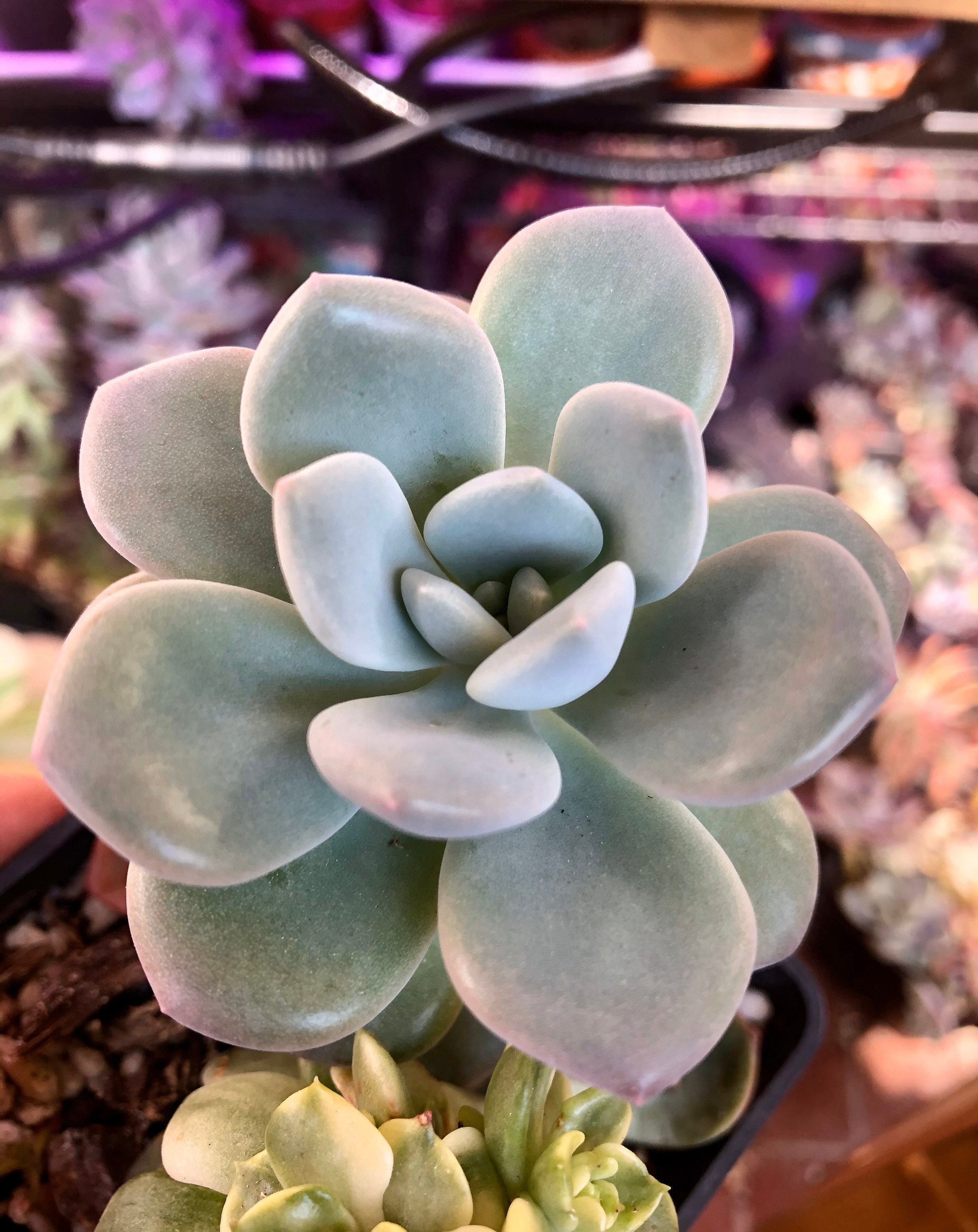 | de La Fête Echeveria Amor Succulente Hybride Rare Corée