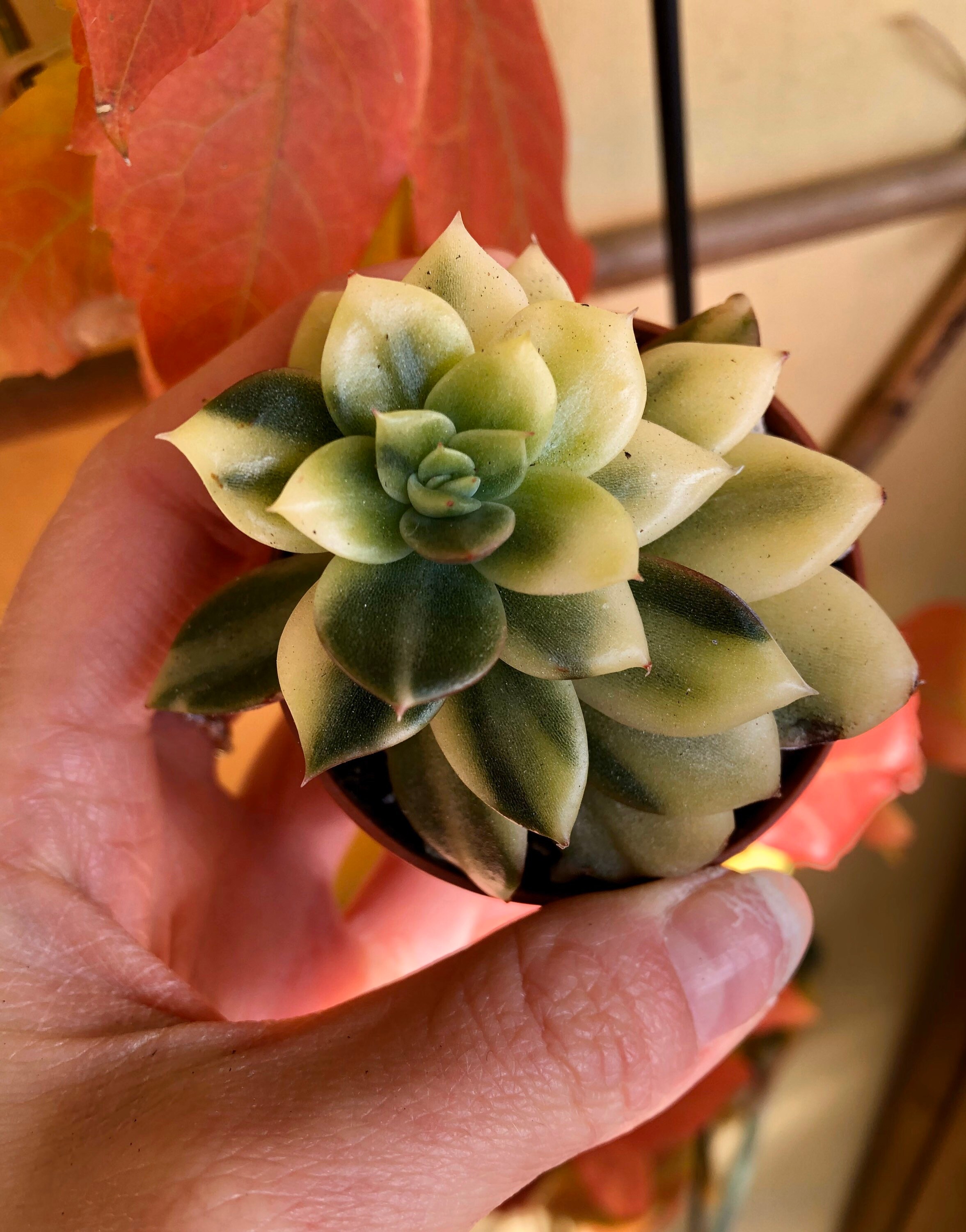 Echeveria Agavoides Gilva Variegata | Plante Succulente Panachée Ultra Rare