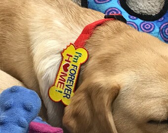 I’m Forever Home! Bark Badge for Rescue Dogs Adoption, Dog Collar and Leash Accessory Velcro Tag