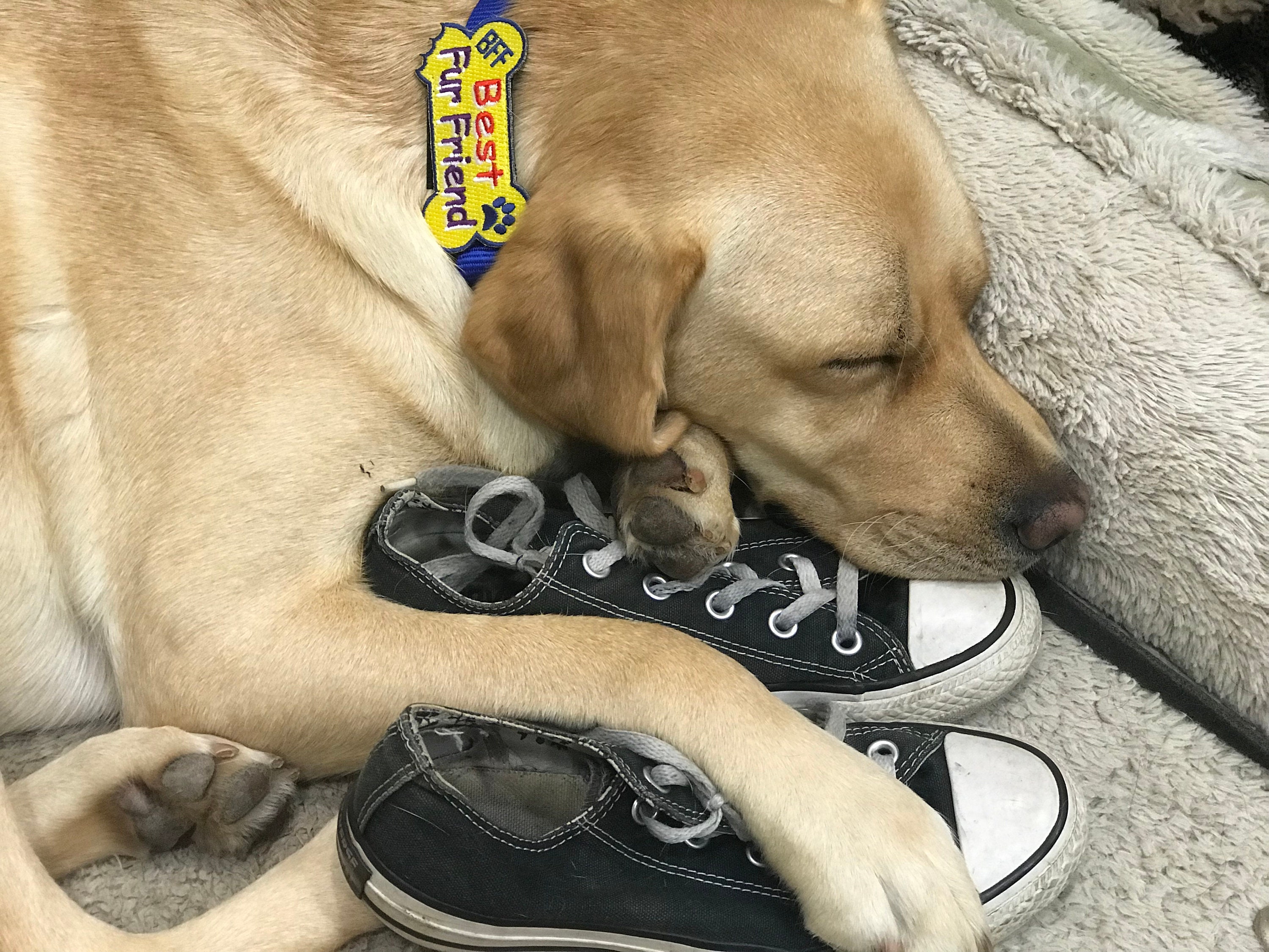 Best Fur Friend Dog Collar Accessory Bark Badge Etsy UK