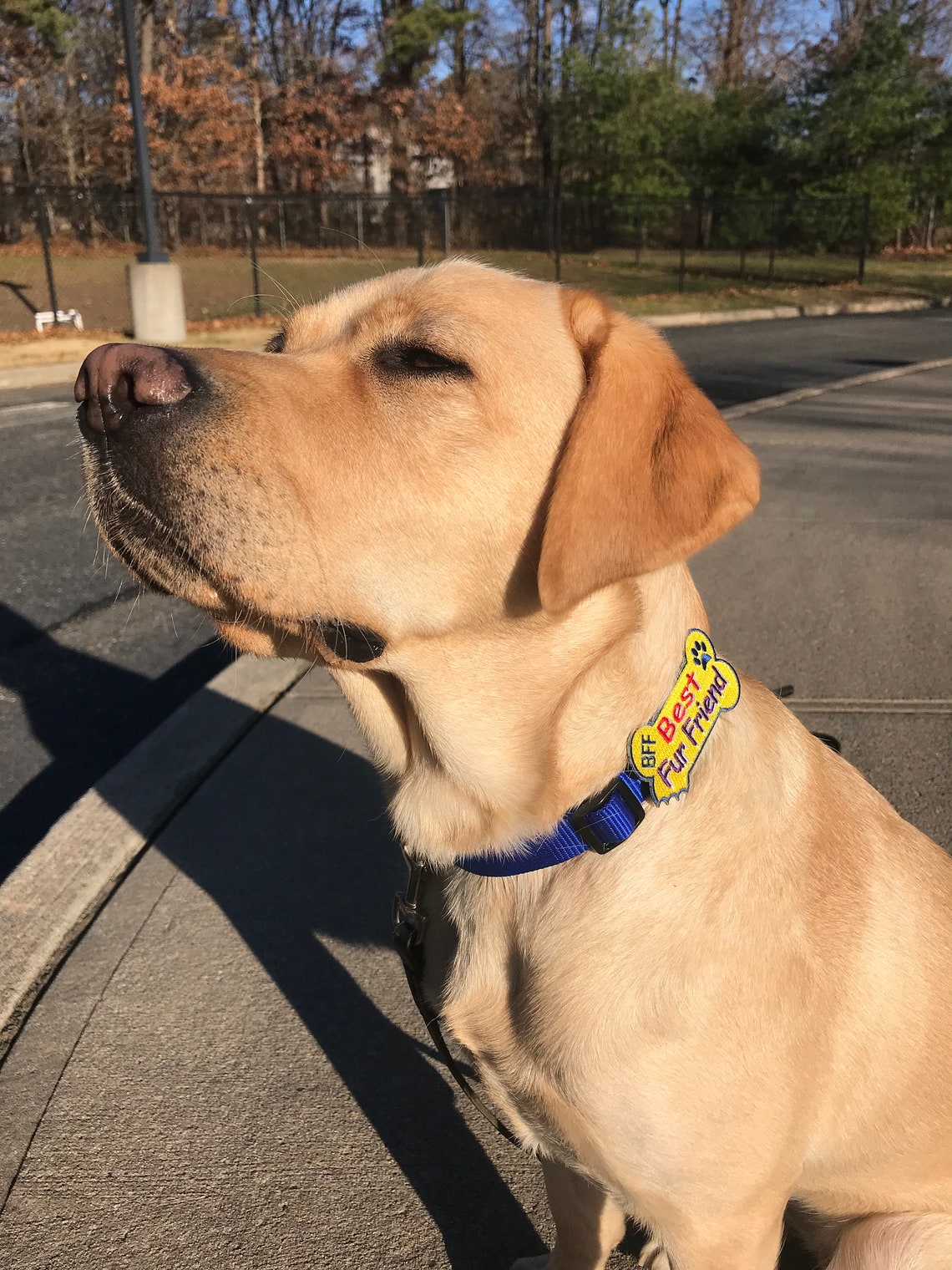 Best Fur Friend Dog Collar Accessory Bark Badge Etsy UK