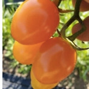 May include: A cluster of ripe, orange tomatoes on the vine. The tomatoes are oval-shaped and have a smooth, glossy skin. The green vine and leaves are visible in the background. The tomatoes are being held by a person.