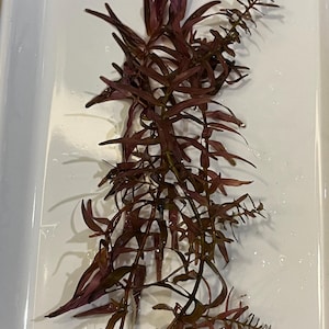 May include: A close-up of a reddish-brown aquatic plant with long, slender leaves. The plant has a complex structure with multiple stems and branches. The plant is likely used for aquarium decoration or as a live plant.