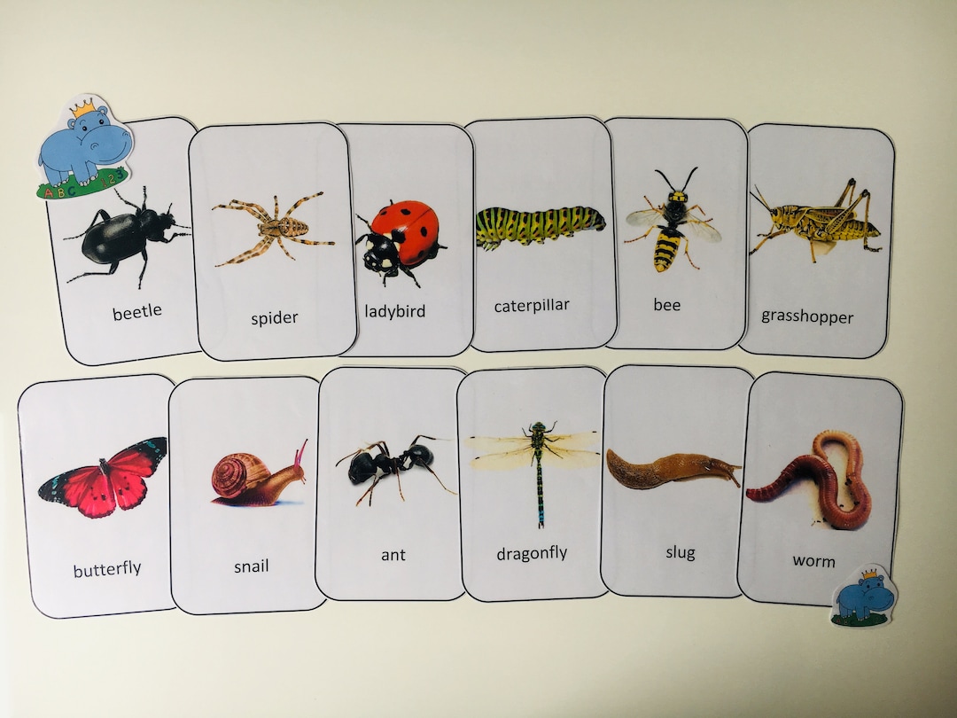 Minibeasts Flashcards Insects Flash Cards Pre School EYFS Etsy