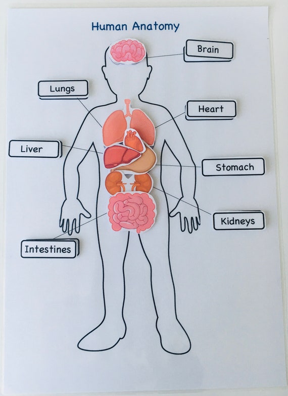 Parts of the body  Human body unit, Human body parts, Body parts