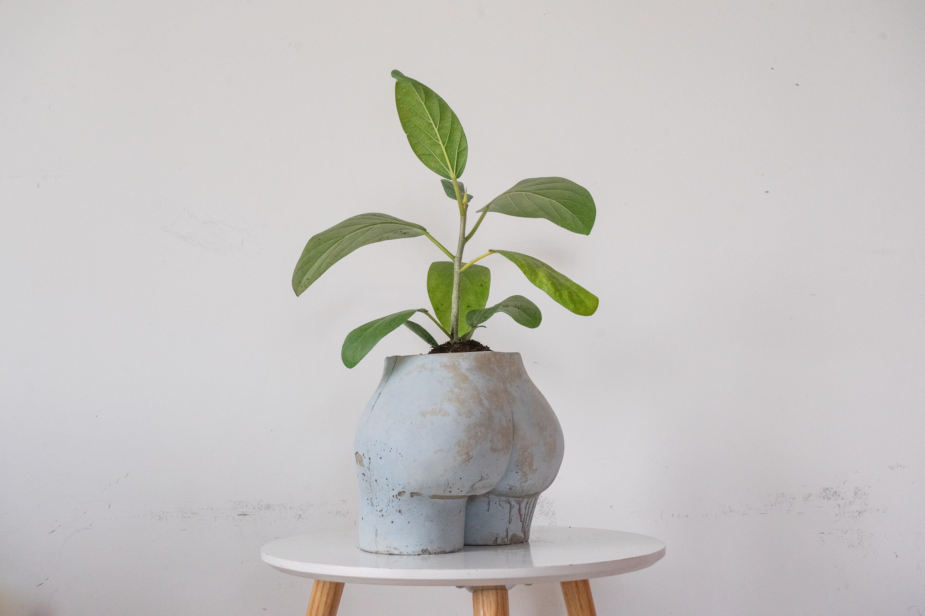 Handmade Concrete Bum Plant Pot Bum Vase Etsy