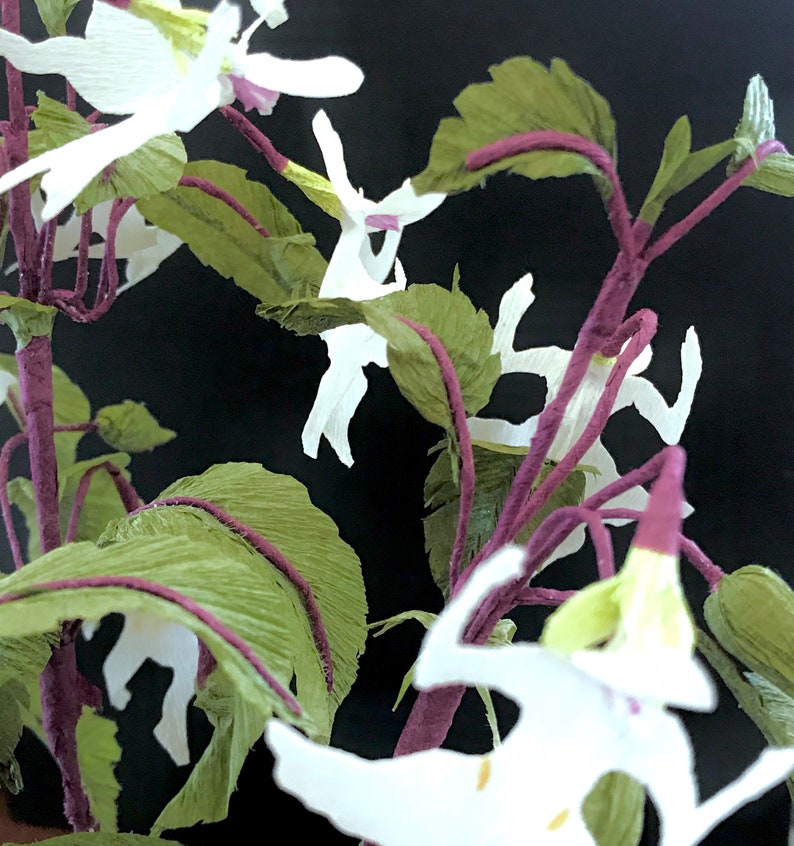 Dancing Girls Impatiens Impatiens Bequaertii Magical Etsy
