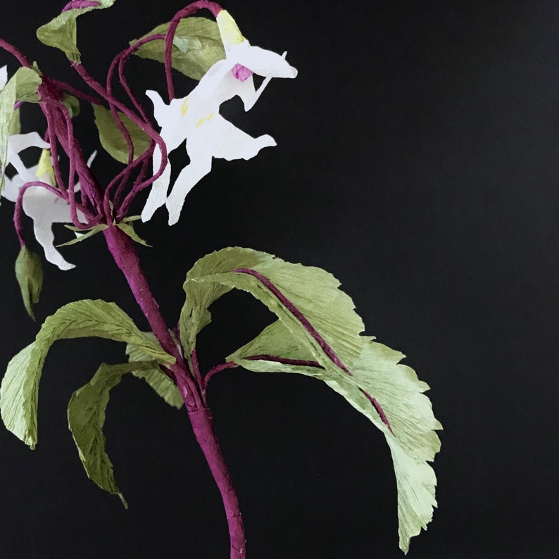 Dancing Girls Impatiens Impatiens Bequaertii Magical Etsy