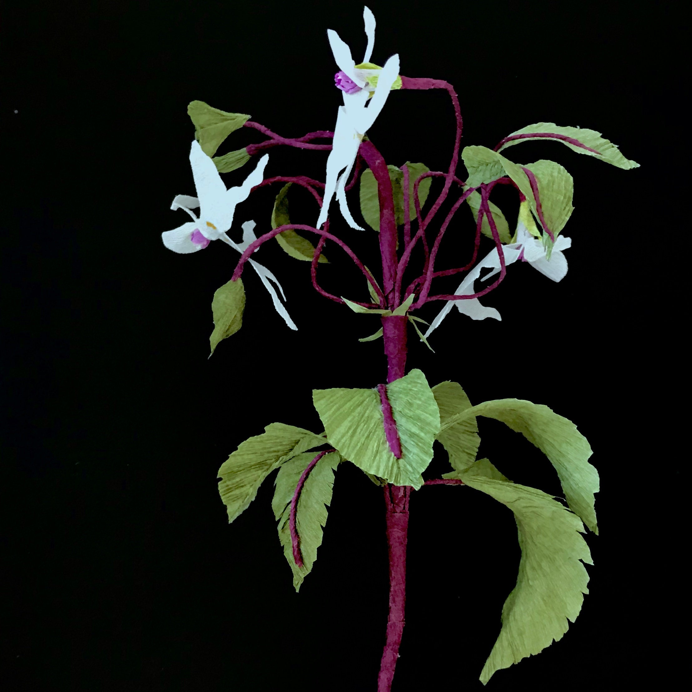 Dancing Girls Impatiens Impatiens Bequaertii magische Etsy