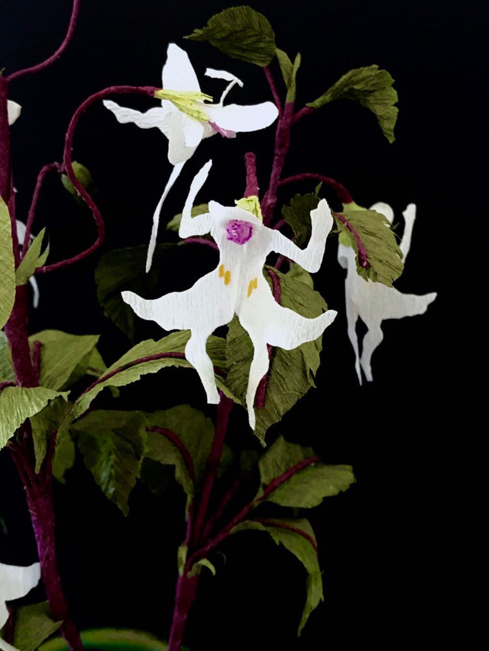 Dancing Girls Impatiens Impatiens Bequaertii magical Etsy