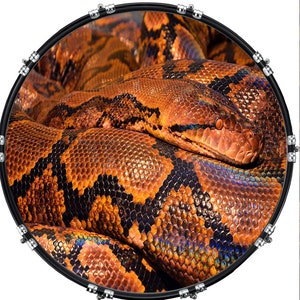 May include: A close-up of a large, orange and black snake with a textured, scaly skin. The snake is curled up on a black and white drum head.