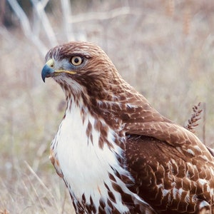Red-tailed Hawk