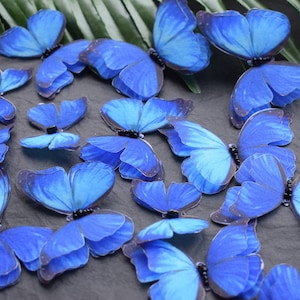 Puede incluir: Una colección de decoraciones de mariposas azules. Las mariposas están hechas de un material delgado y translúcido y tienen un aspecto delicado y caprichoso.