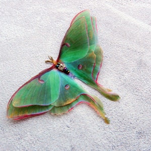 Silk luna moth hair clips with 3d double-layer wings hair accessories for women and girl gift image 2