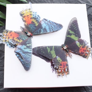 Seide Madagascar Sunset Moth Haarspangen mit 3D Flügeln - Haarschmuck für Frauen und Mädchen Geschenk
