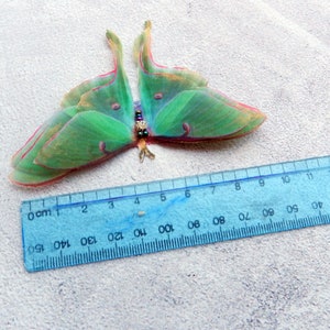 Silk luna moth hair clips with 3d double-layer wings hair accessories for women and girl gift image 4