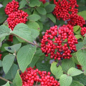 Image of Juddi viburnum shrub with red berries