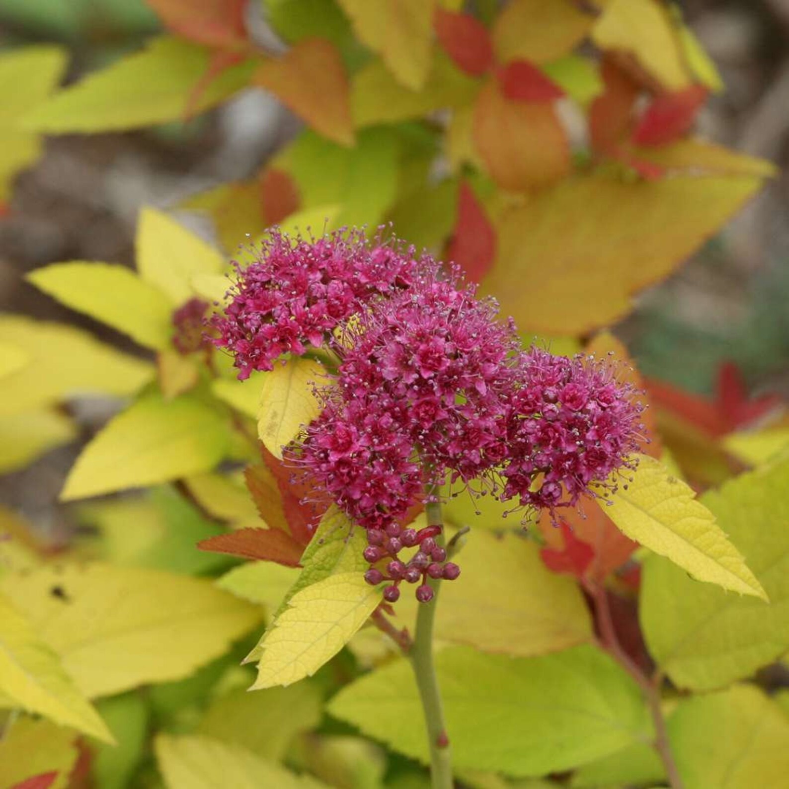 Candy Corn Spirea Spiraea japonica Dark Purple Blooms Quart Etsy