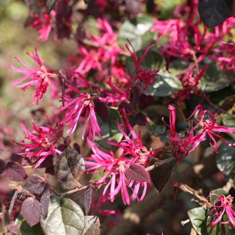 Loropetalum Ruby Chinese Fringe Flower Shrub Well Etsy